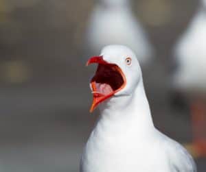Photo of a seagull with an open mouth